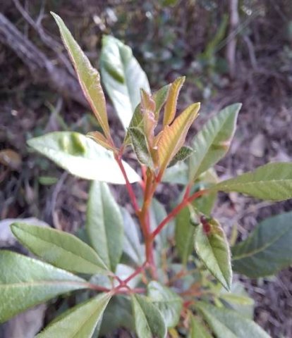 Searsia angustifolia new growth